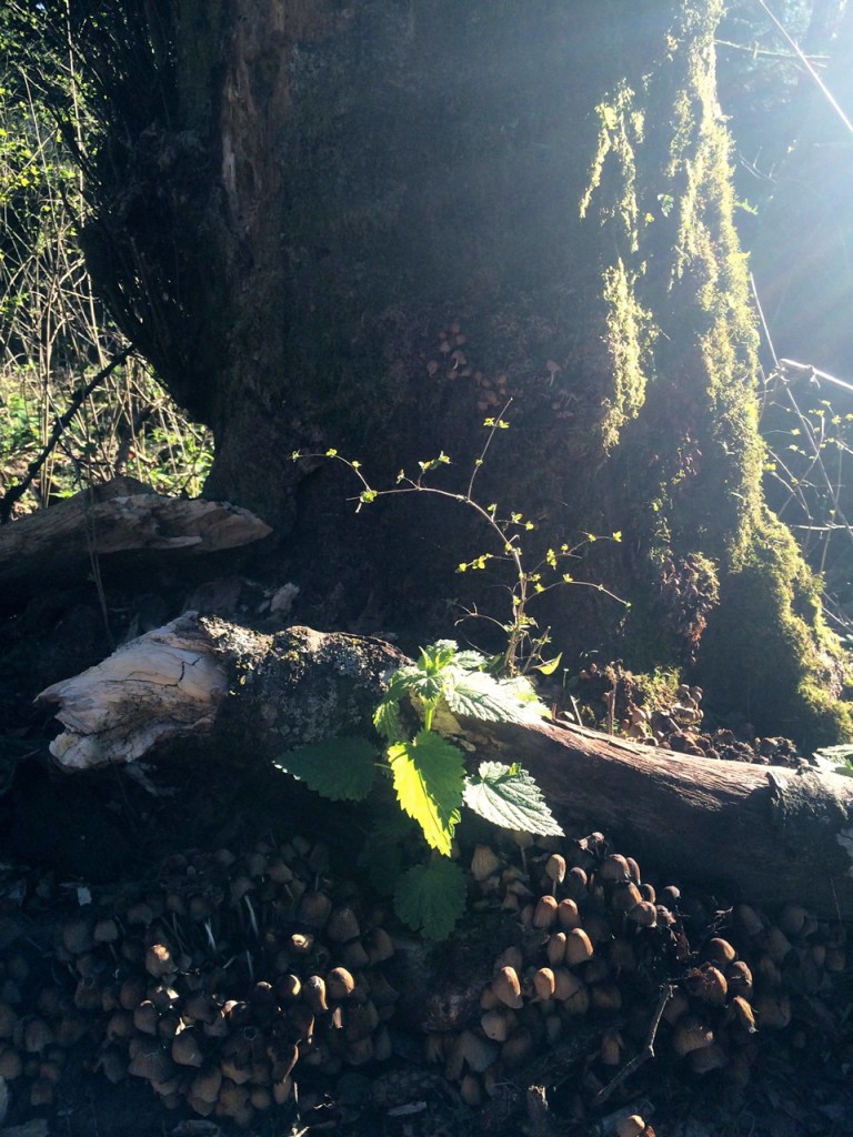 10848582_10206038748592026_1122098280776114594_o