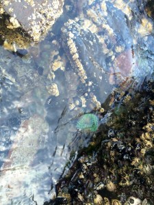 11165158_10206628284570057_3181603543416378996_o