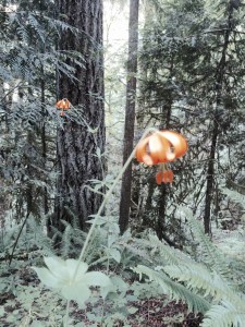 13350239_10209630178855538_5326829076505632768_o